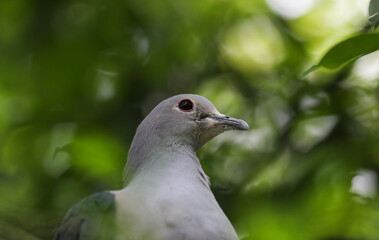 Metallic Pigeon in the swiss zoo