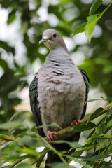Metallic Pigeon in the swiss zoo