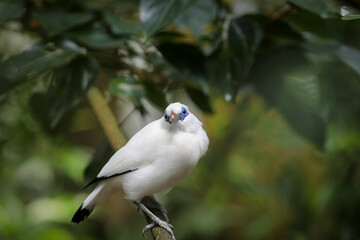 Martin de Rothschild, in the zoo Servion