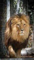 lion in the zoo, Switzerland