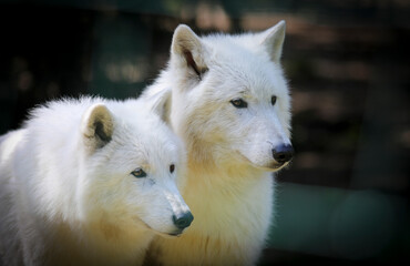 Arctic wolf in the zoo, Switzerland