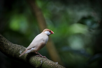 red headed woodpecker