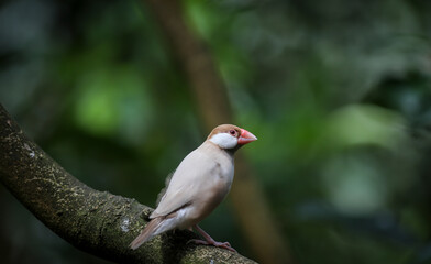 red headed woodpecker