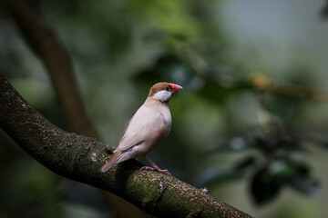 red headed woodpecker