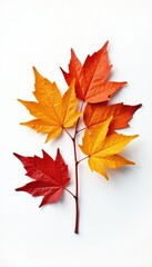 A solitary autumn maple leaf branch with shades of orange and yellow isolated on a white surface, , fall colors, nature