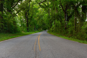 Fototapeta premium road in the woods