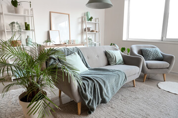 Comfortable sofa, armchair and houseplant in interior of living room