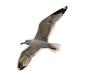 Obraz premium Seagull in Flight Against a Clear Background Isolated on transparent background cutout, PNG file, Cutout file