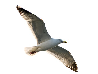 Obraz premium Seagull in Flight Against a Clear Background Isolated on transparent background cutout, PNG file, Cutout file