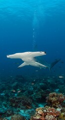Oceanic Grace: Hammerhead Shark Encounter AI Generated