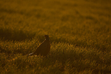 Fasan im Morgenlicht