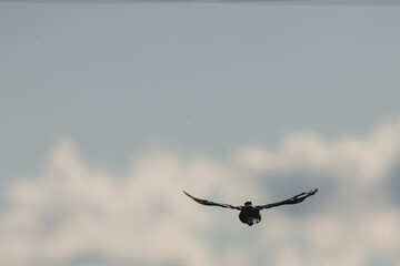 Fasan im Flug