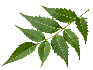 Close-Up of Green Leaf Branch Isolated on transparent background cutout, PNG file, Cutout file
