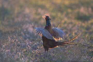 Fasan im Morgenlicht