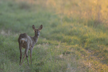 Reh im Morgenlicht