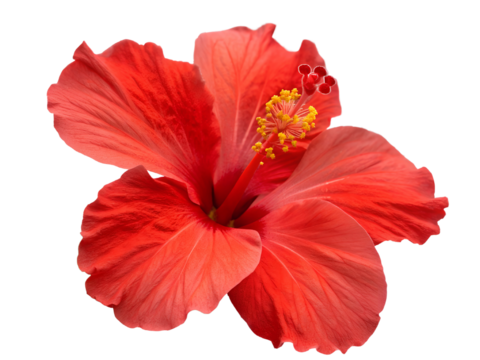 Vibrant Red Hibiscus Flower Isolated on transparent background cutout, PNG file, Cutout file