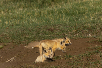 Fox Family