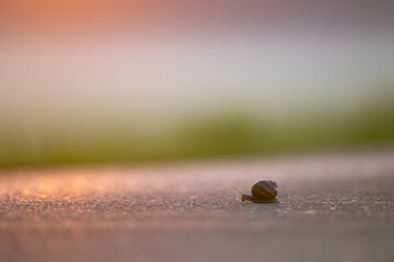 Weinbergschnecke im Morgenlicht