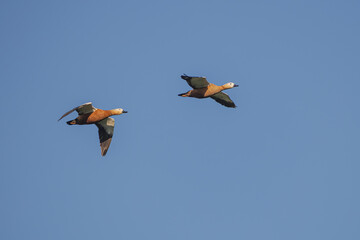 Rostgänse im Flug