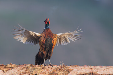Fasan im Morgenlicht mit offenen Flügeln