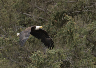 Bald Eagle in Flight