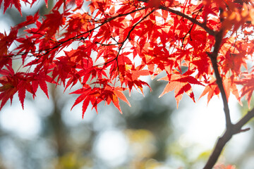 Red maple leaves glowing in autumn sunlight