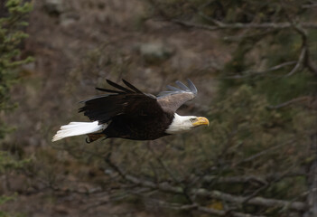 Bald Eagle in Flight