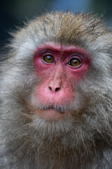 Naklejka premium Portrait of Japanese macaque staring with intense gaze and wet fur