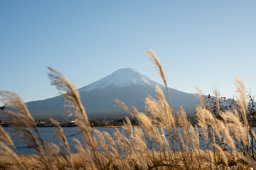 Mount Fuji rising over lake Kawaguchiko with dry grass blowing in the wind