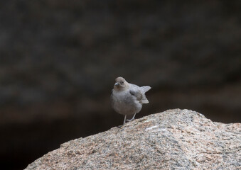 American Dipper