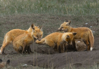 Red Fox Pups