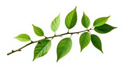 Fototapeta premium Branch with leaves and twigs isolated on white background, plant, white, green