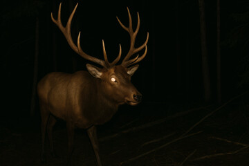 deer in the forest at night