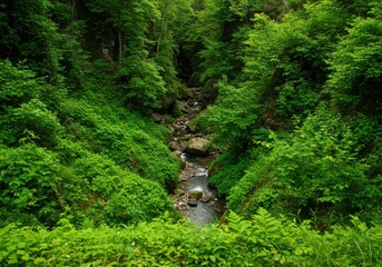 Stream flowing through dense foliage