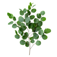 Close-up of Fresh Eucalyptus Sprig Showcasing Its Unique Form and Leaf Design.