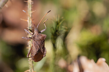 Macro Lederwanze