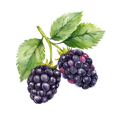 A vibrant watercolor illustration of two plump blackberries, their deep purple hues and delicate green leaves. This artistic portrayal captures the essence of these juicy and sweet summer fruits.
