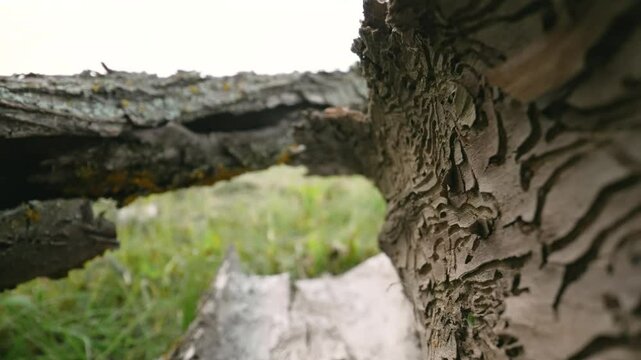 Decaying tree trunk revealing intricate patterns etched by insects and weathering, showcasing complex biological transformation of organic wood surface