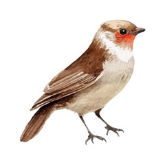 Small brown bird with white chest and red throat patch, standing alert on white background. Bird ideal for wildlife or ornithology-themed design. Realistic songbird vector illustration.