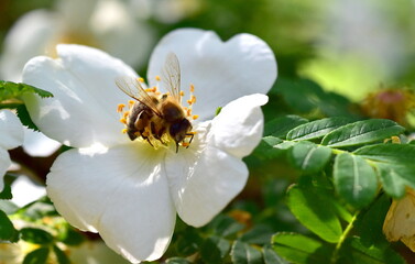 Biene in einer Strauchrose