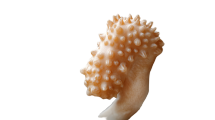Closeup of a textured organic form with spiky protrusions