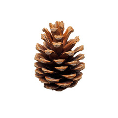 Fototapeta premium Pine Cone's Natural Design: A detailed view of a single pine cone with intricate textures and earthy hues, representing the beauty and simplicity of nature's design.