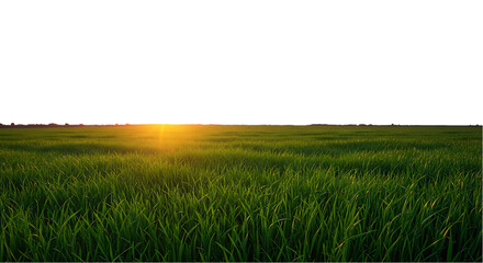 Golden Sunset Over Lush Green Wheat Field © Rima