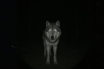 wolf in the night