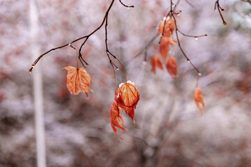 Whispers of Winter’s End