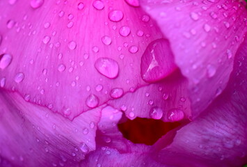 Regentropfen auf einer rosa Pfingstrose
