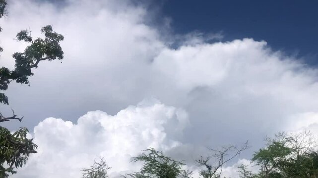 clouds and trees