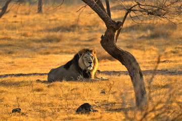 Face of Asiatic Lion seen in Gir National Park © Subhashish