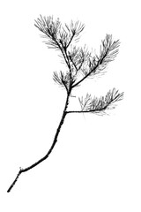 Fototapeta premium Pine Branch Silhouette: A minimalist monochrome depiction of a pine branch. This stark image offers a study in contrasts, with the delicate needles and sturdy stem standing out.