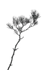 Obraz premium Elegant Pine Branch: An isolated close-up of a pine branch in black and white. This image offers a sense of calm. It's perfect for adding a touch of natural elegance.